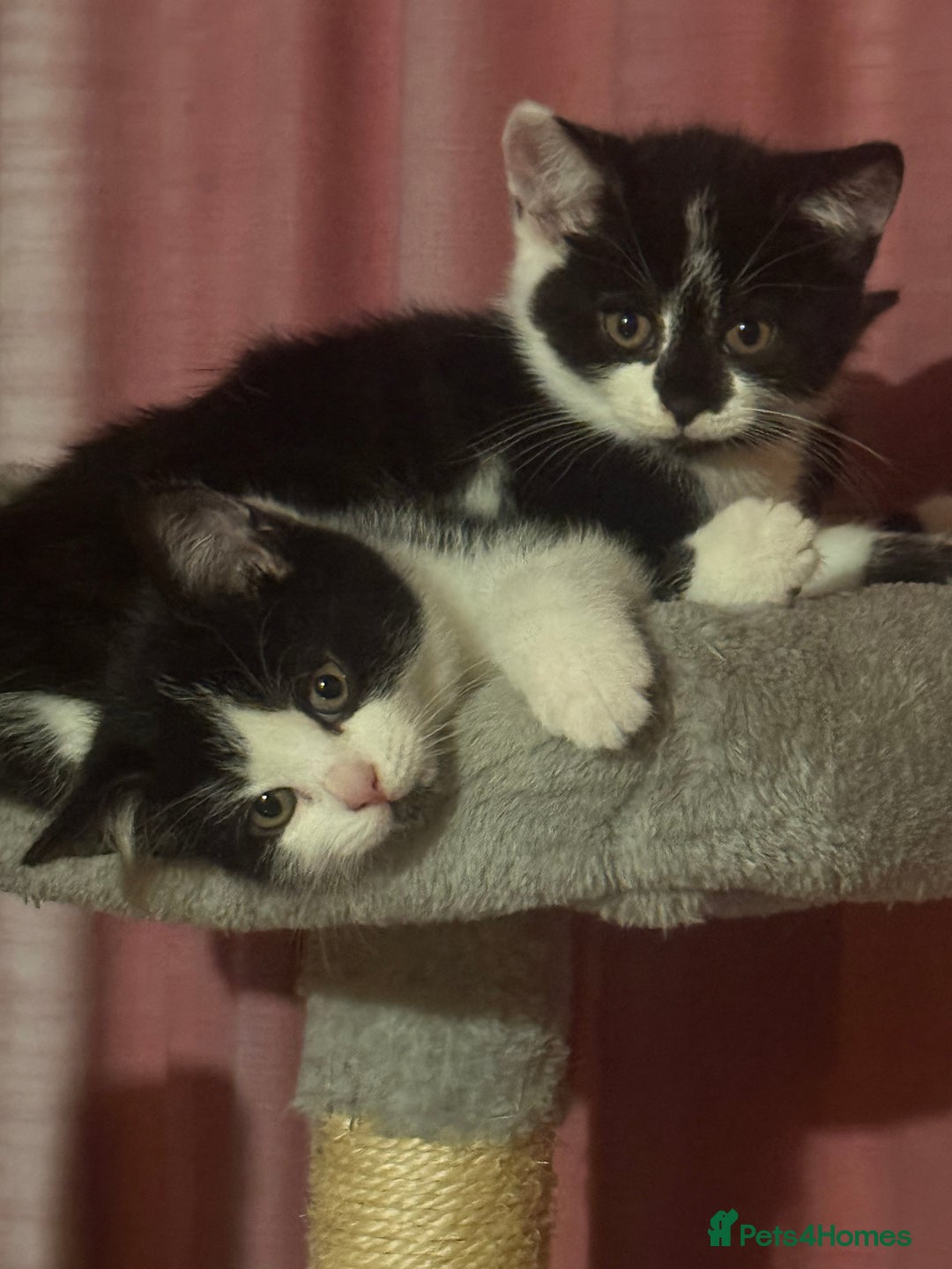 Brazilian Shorthair cats for sale: Kitten 🐈‍⬛  - Image 12