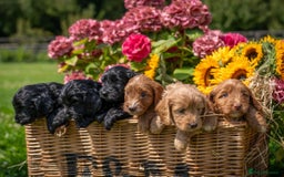 Cockapoo dogs for sale: Gorgeous F1 Cockapoo Puppies - KC Parents - Image 1