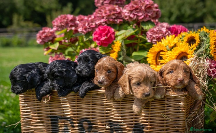 Cockapoo dogs - Advert 9