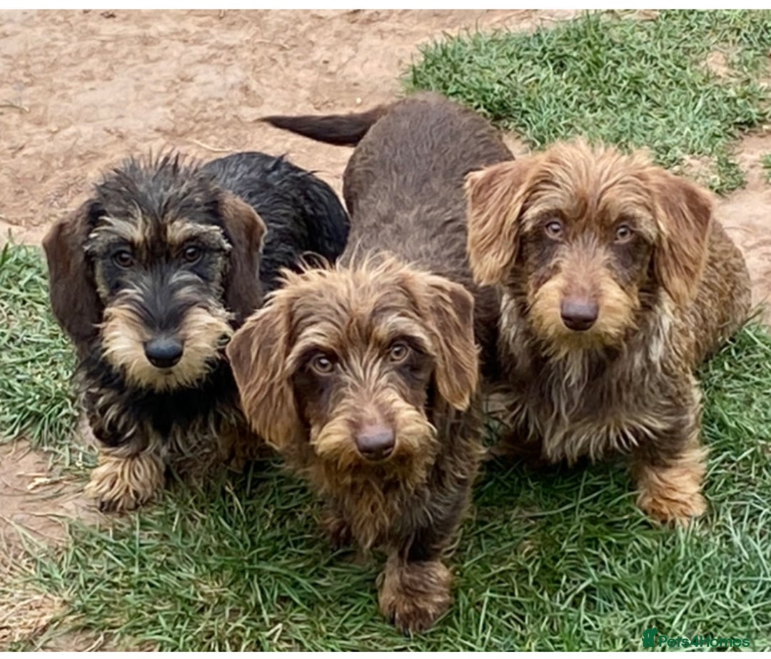 Miniature Dachshund dogs for sale: Wire haired dachshund  - Image 2