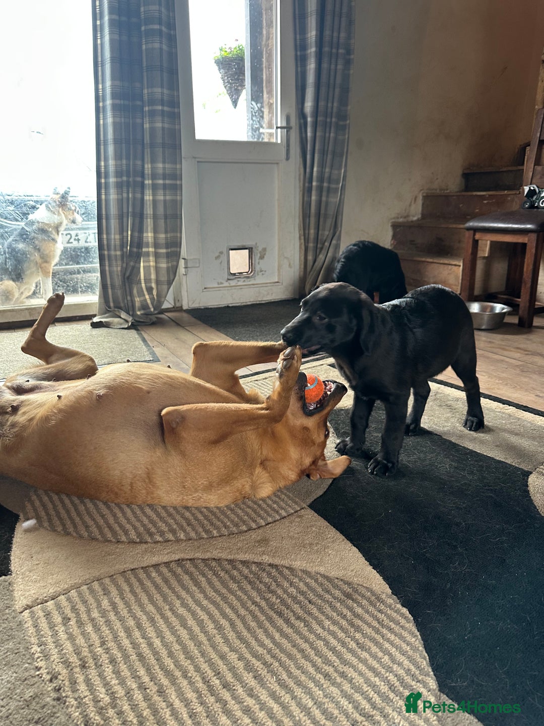 Labrador Retriever dogs for sale: Happy and playful Black Lab Puppies - Image 8
