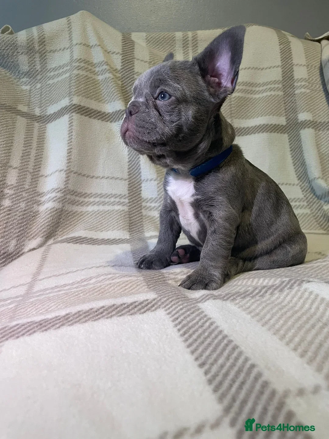French Bulldog dogs for sale: . ffrench micro bull terrier puppy.14 weeksksks  - Image 8