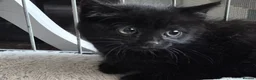 Mixed Breed cats for sale: Kittens for sale - Advert 9