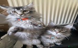 Maine Coon cats for sale: Maine Coon Kittens Ready for Their Forever Homes - Advert 5