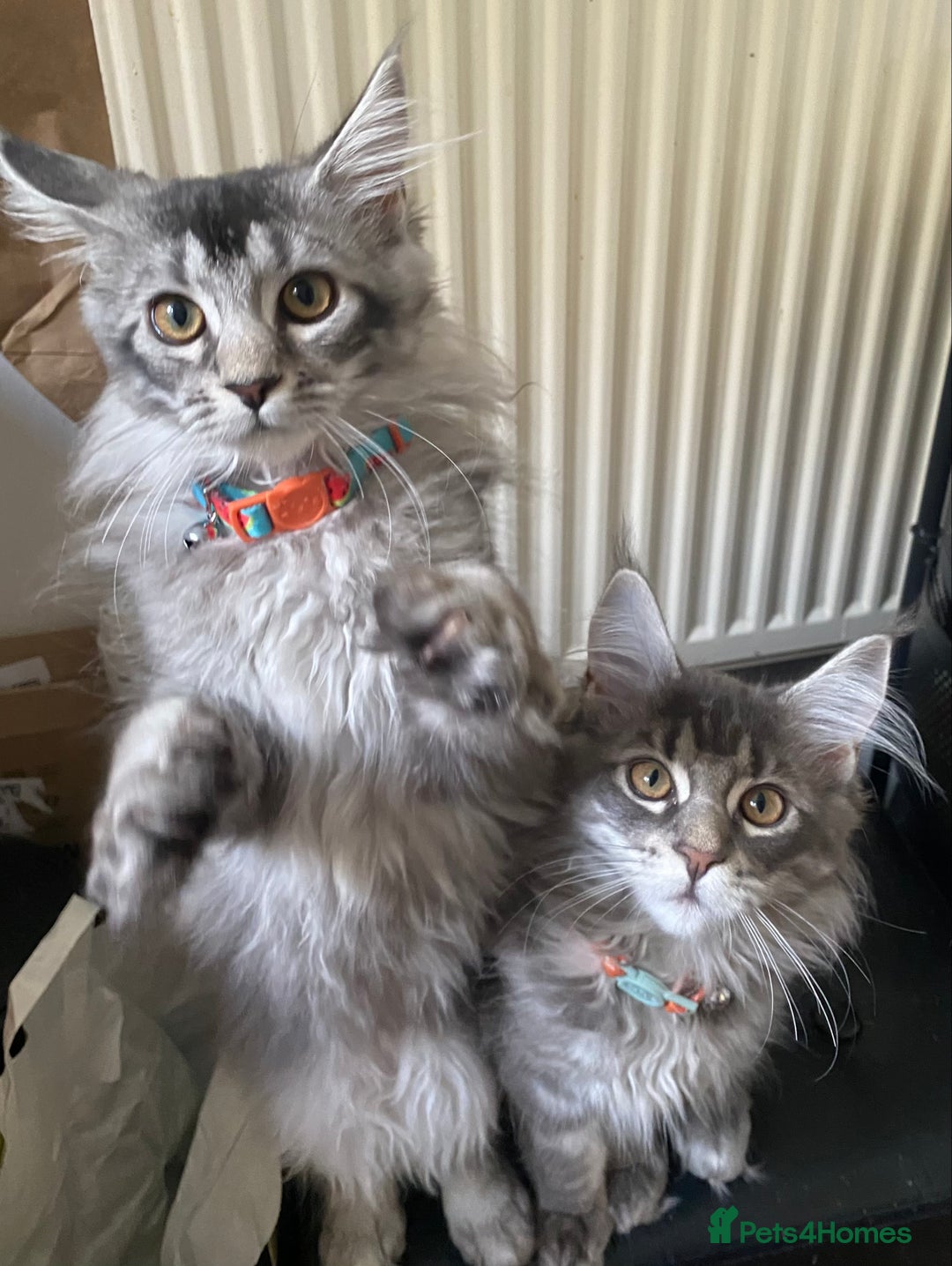 Maine Coon cats for sale: Maine Coon Kittens Ready for Their Forever Homes - Advert 5