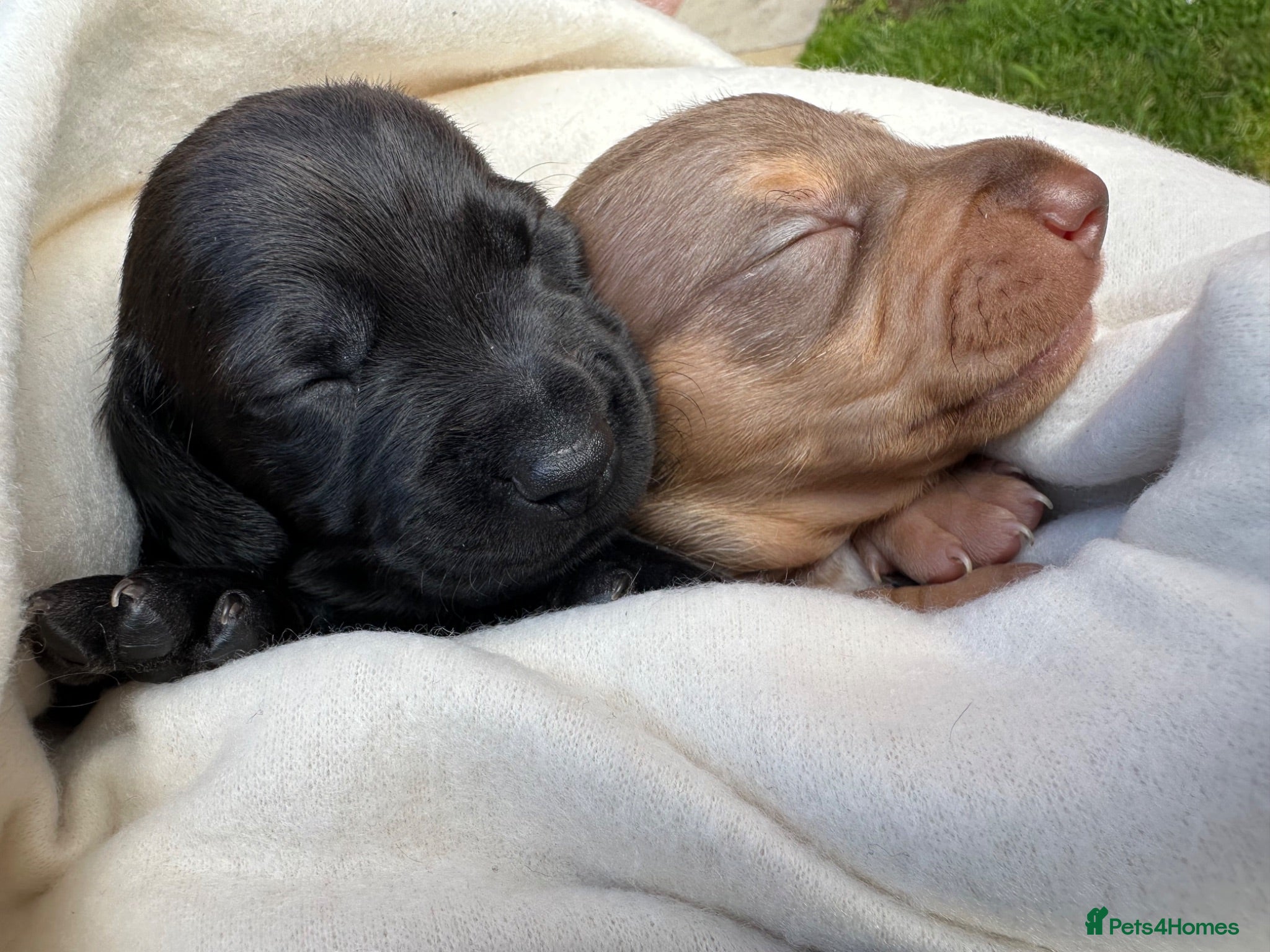 Miniature Dachshund dogs 🐾🐶Cutest miniature dashchunds 🐶🐾 - Advert 7