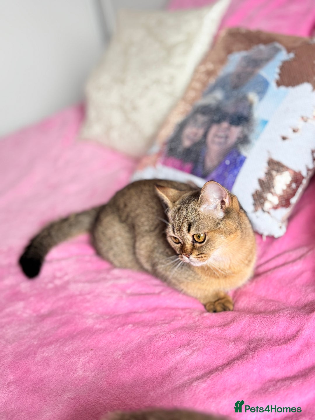 Scottish Fold cats for sale: Show quality straight girl - Advert 7