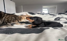 Miniature Dachshund dogs for sale: 4 x gorgeous miniature dachshund puppies  - Image 12