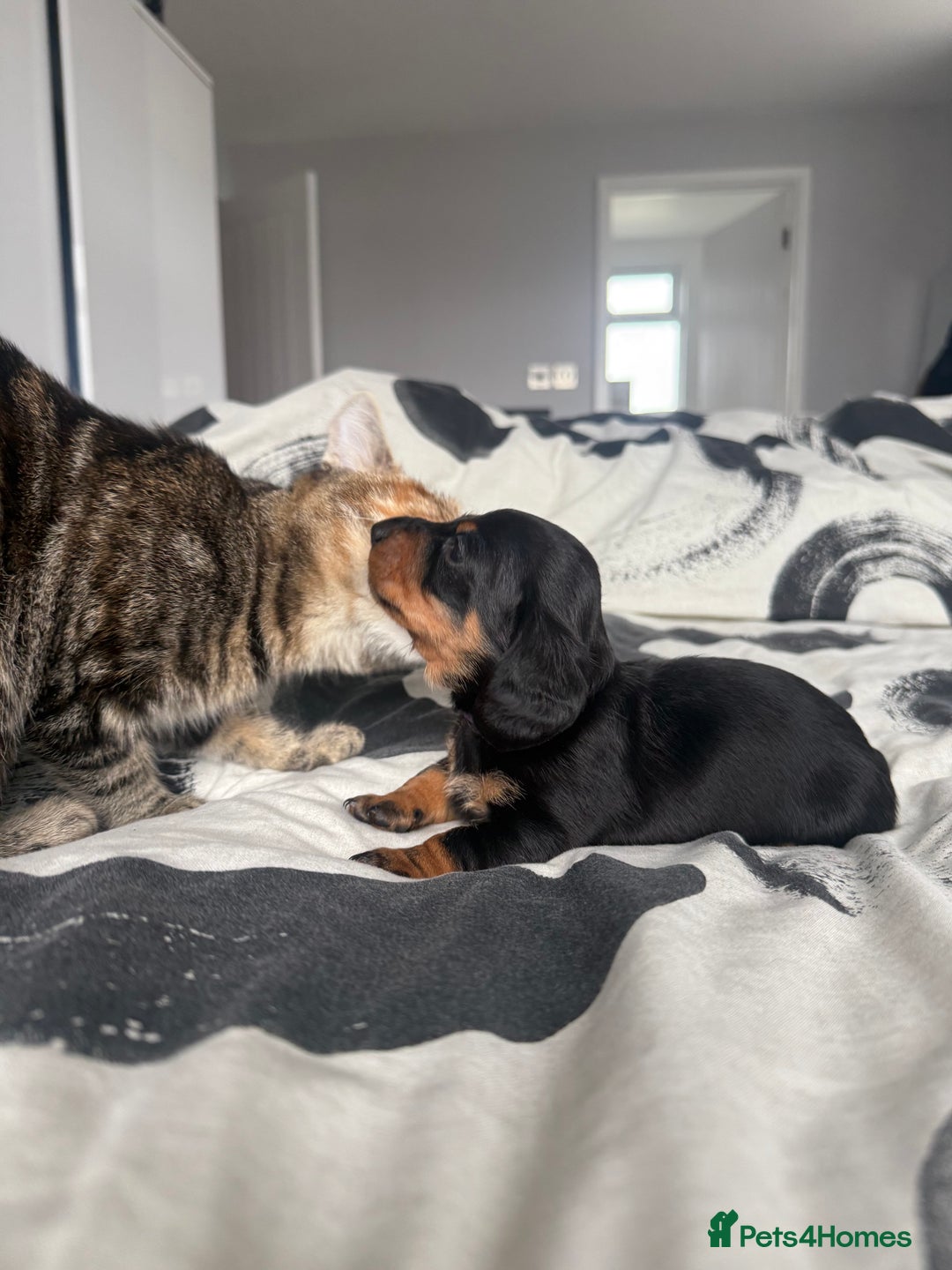 Miniature Dachshund dogs for sale: 4 x gorgeous miniature dachshund puppies  - Image 12