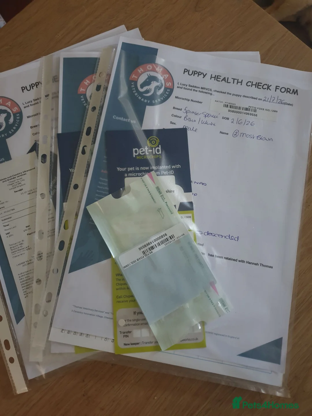 English Springer Spaniel dogs for sale: 2 kc registered boy dogs  in Buckley - Advert 2