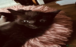Mixed Breed cats for sale: Kittens ready for lovely homes - Image 10