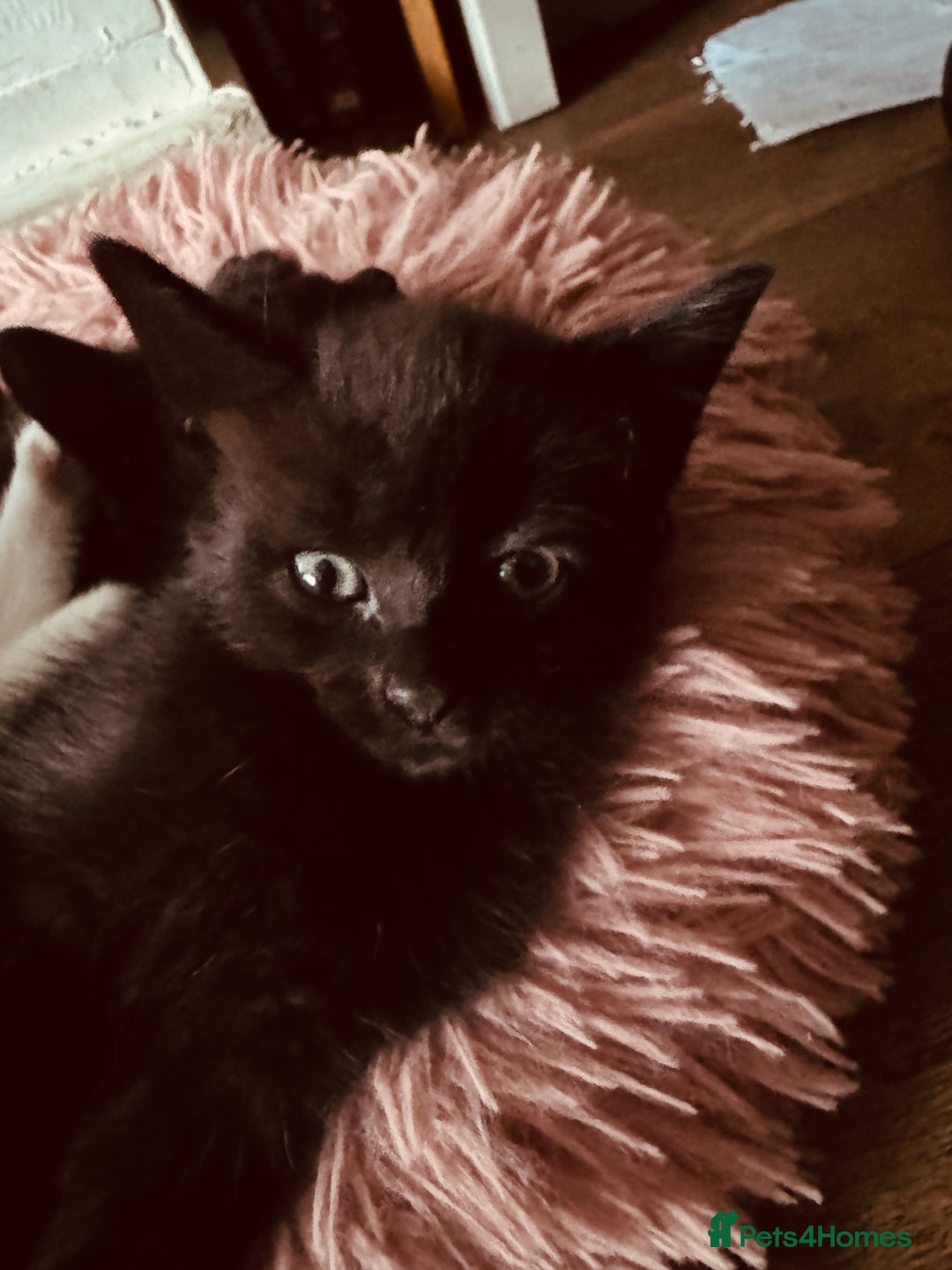 Mixed Breed cats for sale: Kittens ready for lovely homes - Image 10