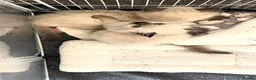Ragdoll cats for sale: 2 adorable female sealpoint kittens - Advert 3