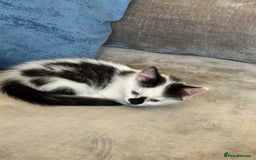 Domestic Shorthair cats for sale: Beautiful dotty kitten  - Image 3