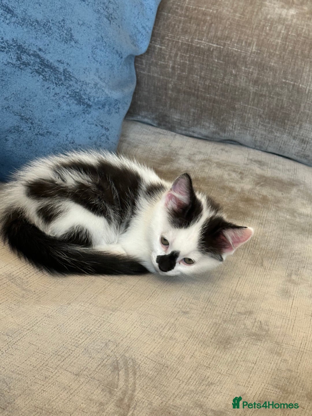 Domestic Shorthair cats for sale: Beautiful dotty kitten  - Image 3