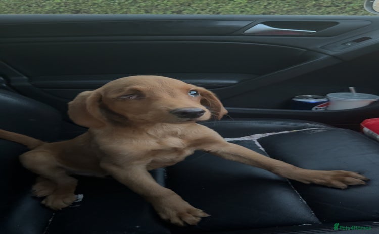 Labrador Retriever dogs - Advert 9