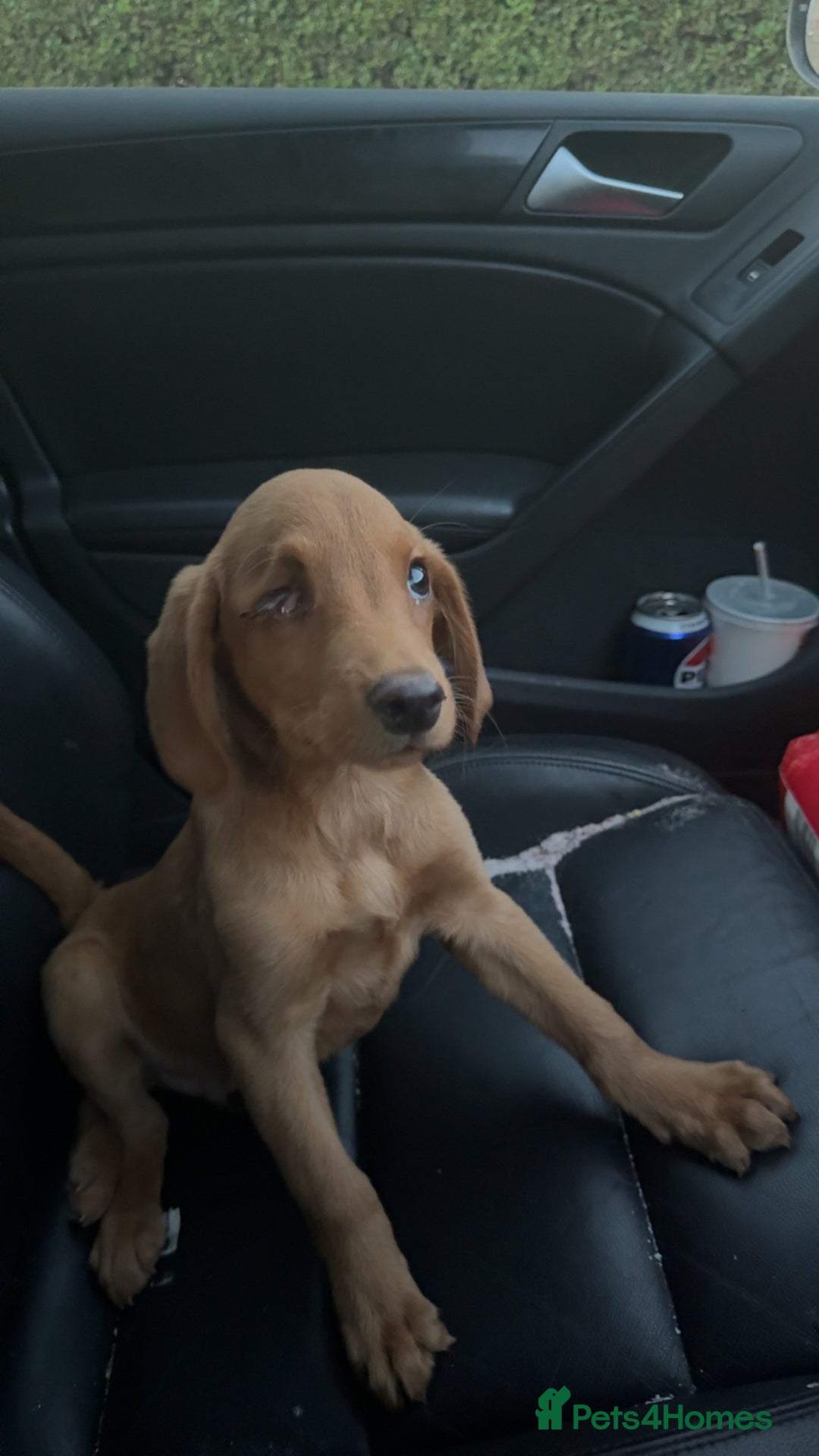 Labrador Retriever dogs for sale: Fox Red Lab  - Image 1