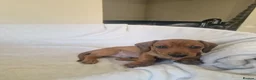 Miniature Dachshund dogs for sale: Beautiful miniature daschunds  - Advert 17