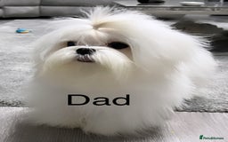 Maltese dogs for sale: Beautiful Korean Maltese puppies  - Image 9