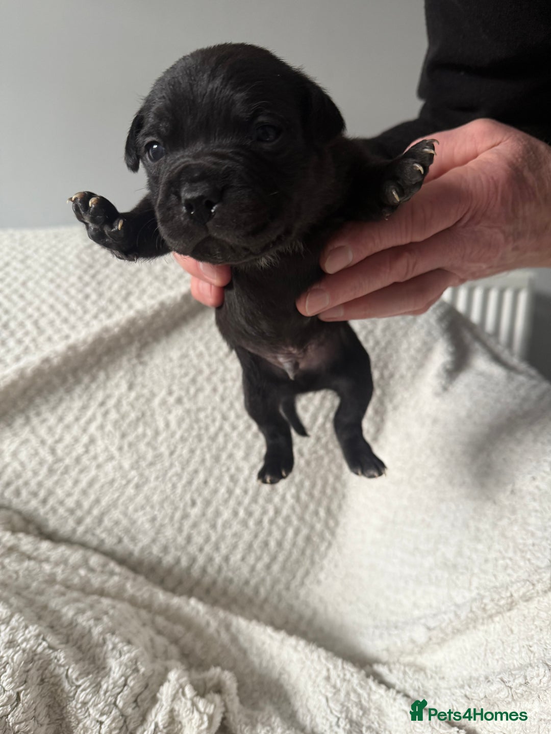 Staffordshire Bull Terrier dogs for sale: Six blue and black Staffordshire bull terriers  - Advert 7