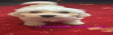 Bichon Frise 1