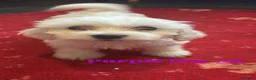 Bichon Frise dogs for sale: 6 beautiful bichon Frise x bichon Maltese  - Advert 14