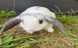 Mini Lop rabbits for sale: Marshmallow  - Image 6