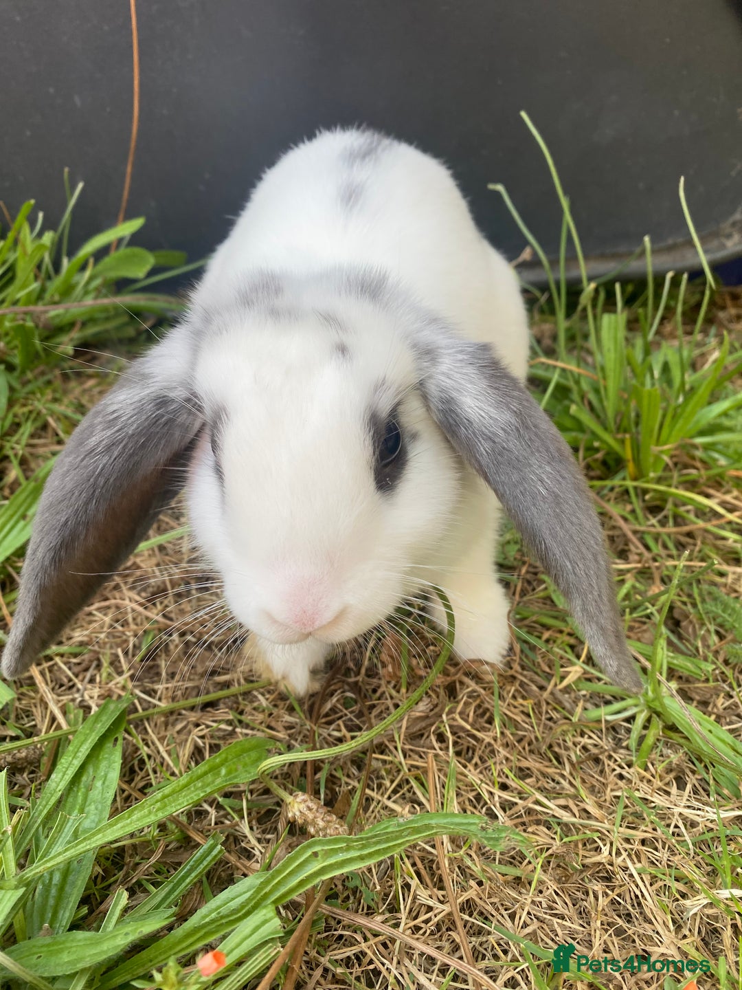 Mini Lop rabbits for sale: Marshmallow  - Image 6