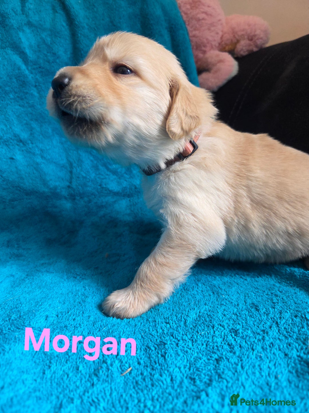 Goldador dogs for sale: Goldador Puppy 5 - Kitanas puppies  - Image 10