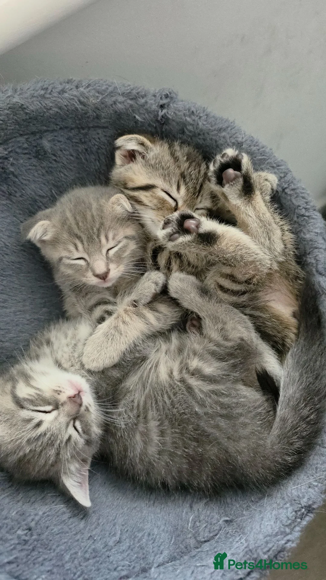 Scottish Fold cats for sale: *READY SOON* Beautiful Grey Scottish Fold Kittens - Advert 25