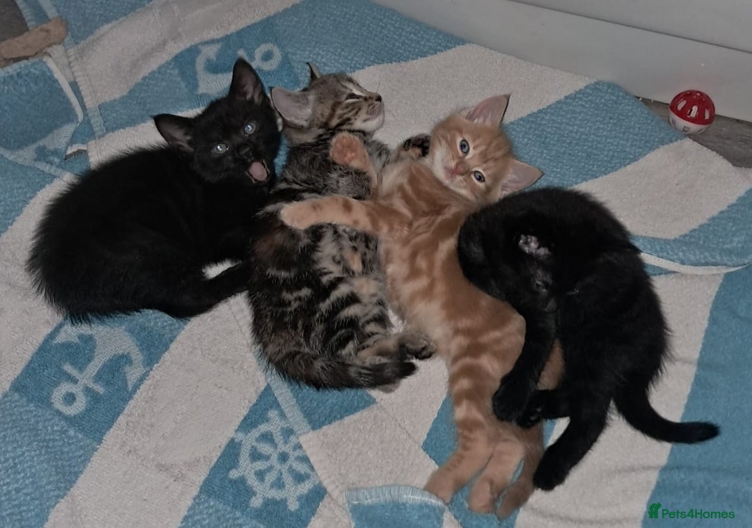 Mixed Breed cats for sale: 4 kittens for sale  - Image 9