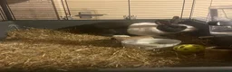 Rex rabbits for sale: Rabbit for sale  in Stamford - Advert 5