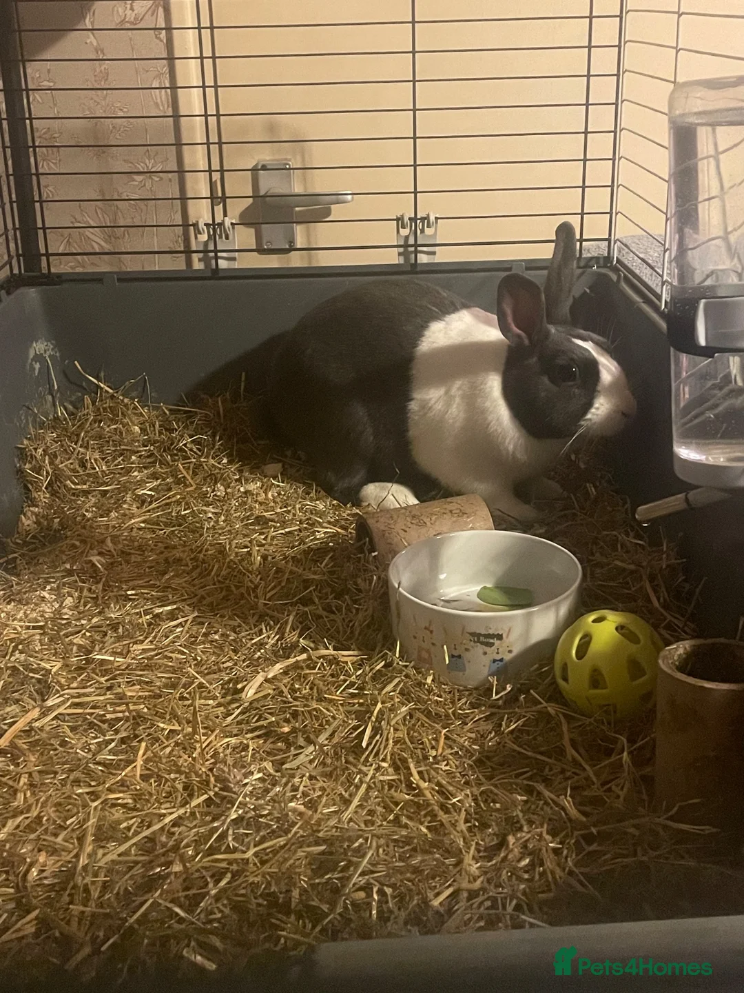 Rex rabbits for sale: Rabbit for sale  in Stamford - Advert 5