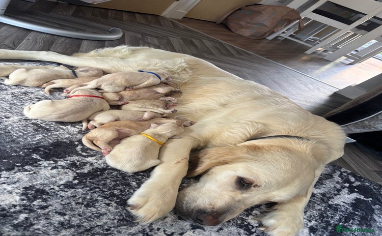 Golden Retriever dogs - Advert 15