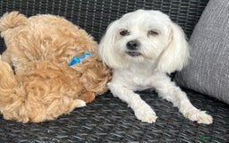 Maltipoo dogs for sale: Gorgeous apricot maltipoo - Image 4