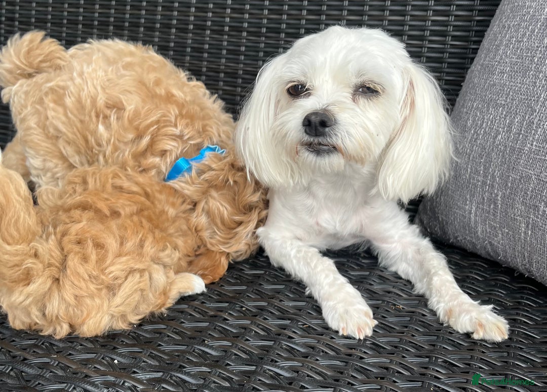 Maltipoo dogs for sale: Gorgeous apricot maltipoo - Image 4