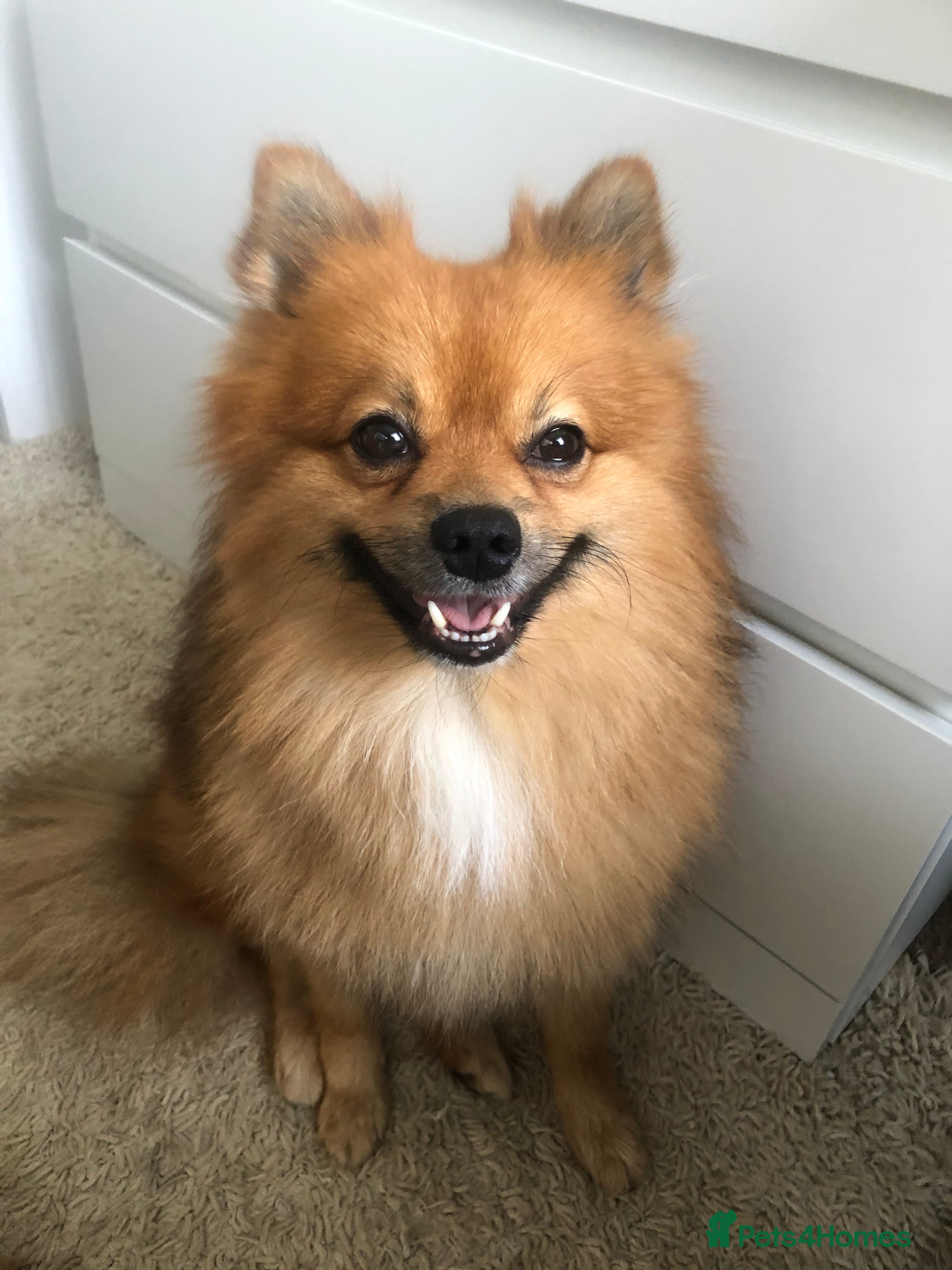 Spitz Mittel German Spitz Rescue German Spitz Rescue Adorable