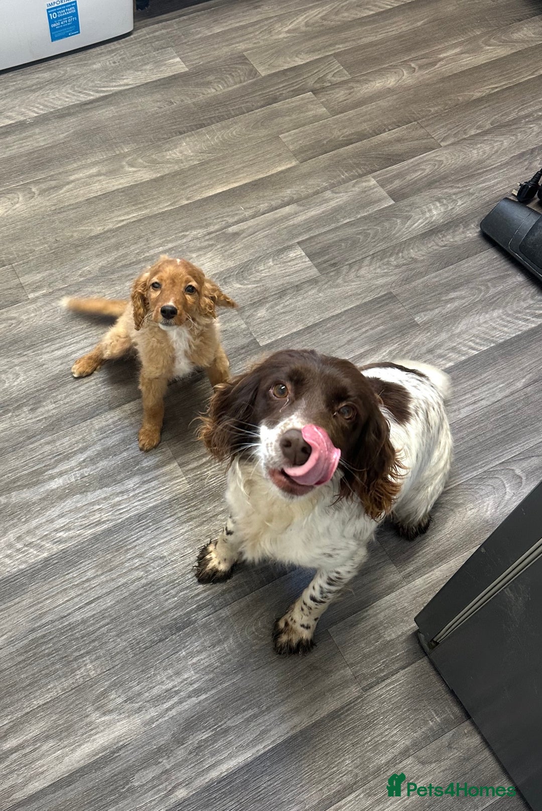 Sprocker dogs for sale: Beautiful spaniel girl   - Advert 2