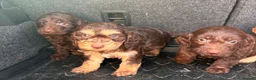 Cockapoo dogs for sale: Cockerpoo puppies  in Peterborough - Advert 7