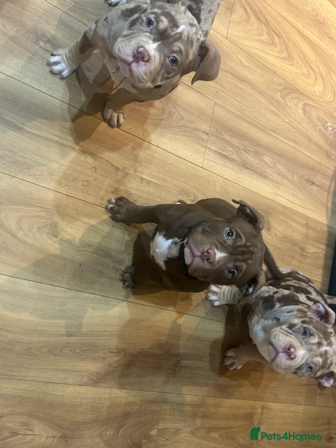 American Bully dogs for sale: 4 beautiful girl bully’s ready to go  - Advert 32