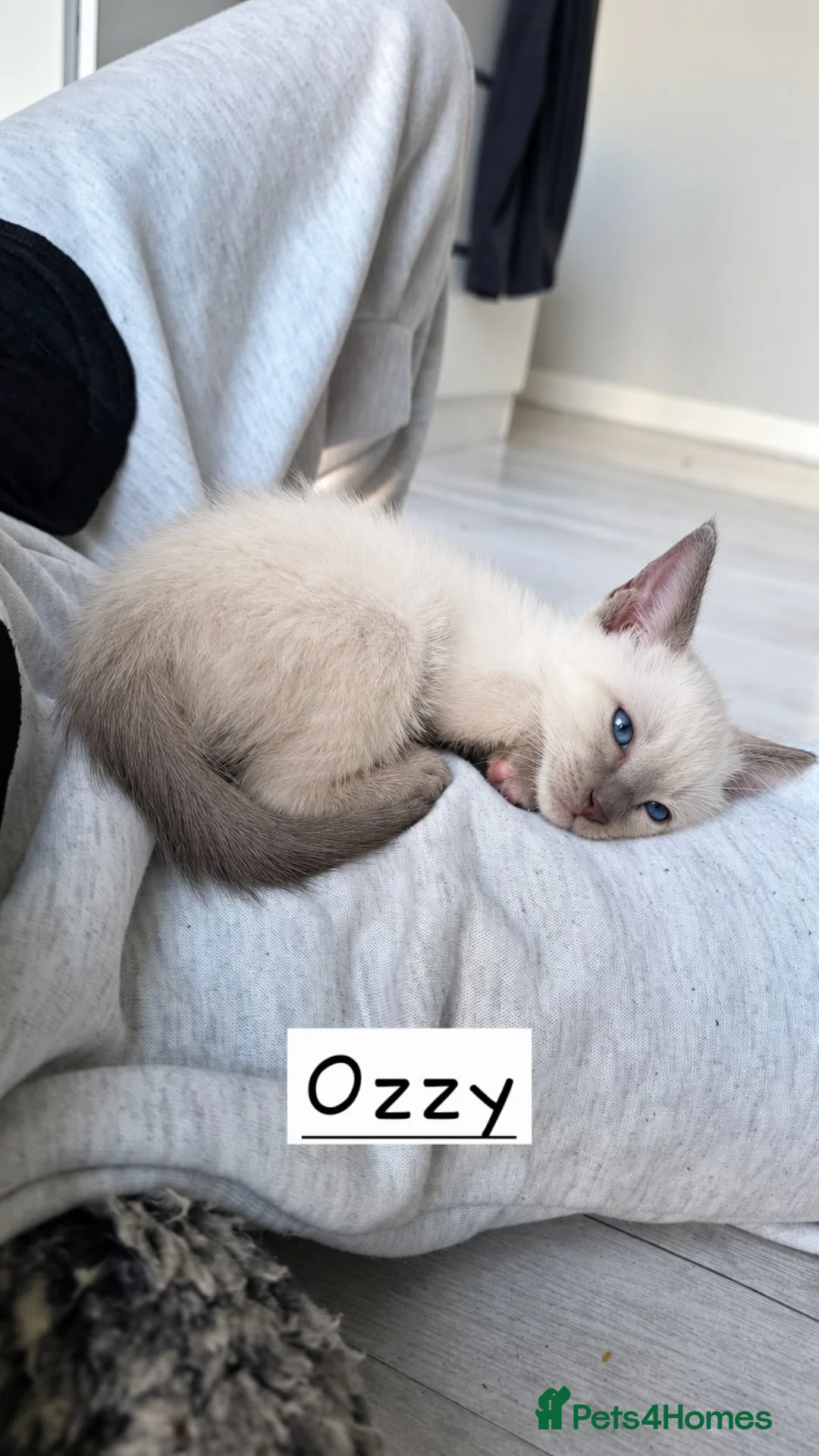 Siamese cats for sale: 4 Beautiful Siamese Kittens for sale ⭐️⭐️⭐️⭐️⭐️ - Advert 2