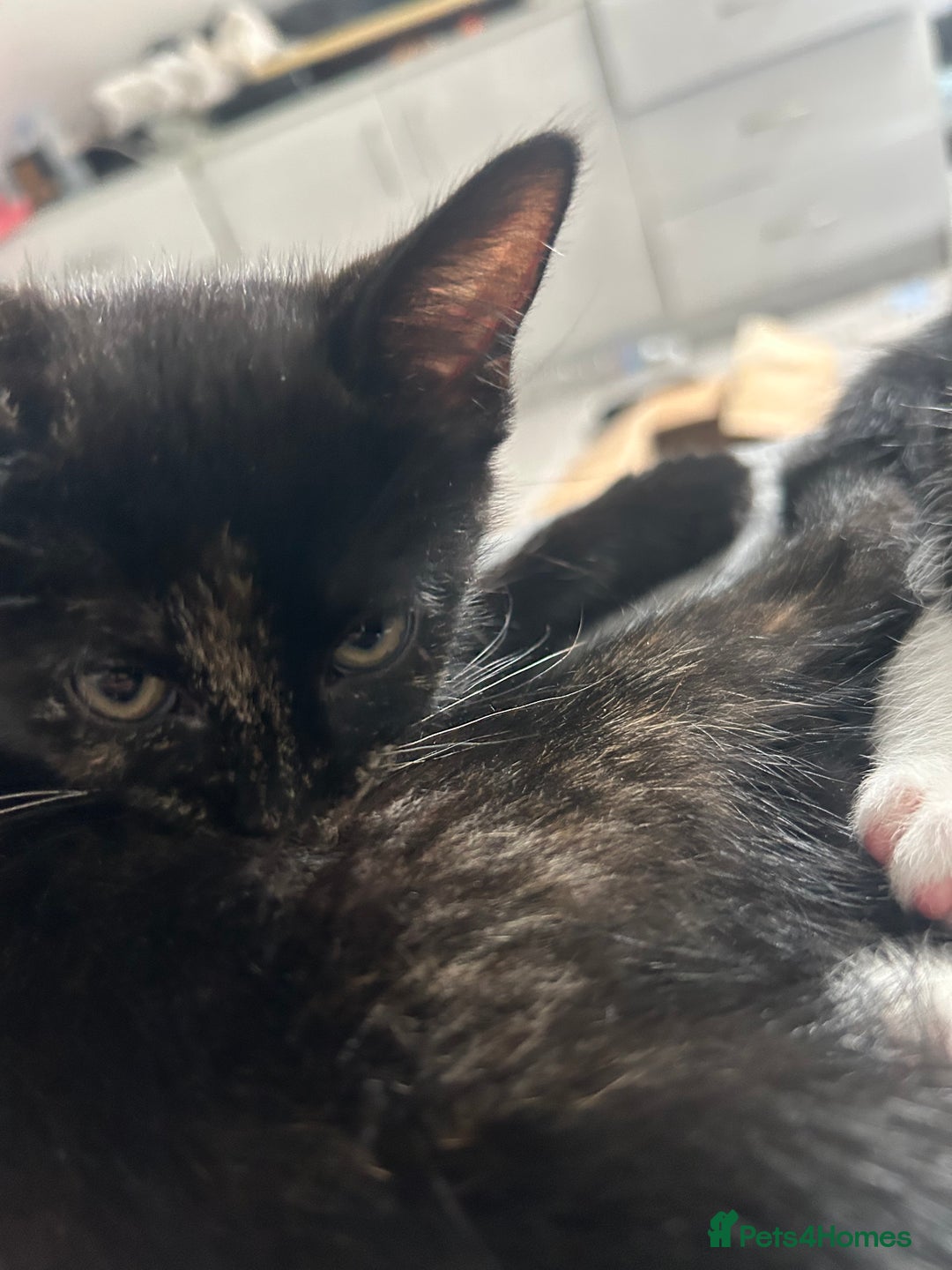 Mixed Breed cats for sale: Rare Bengal-Mix & Ginger Line Kittens  - Advert 5