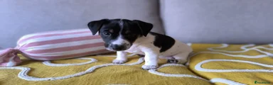 Jack Russell Puppy 4