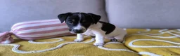 Jack Russell dogs for sale: Beautiful Short-Leg Jack Russell Terrier Puppies  - Advert 6