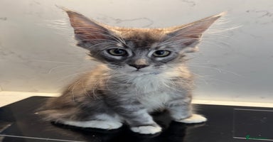 Maine Coon cats - Advert 10