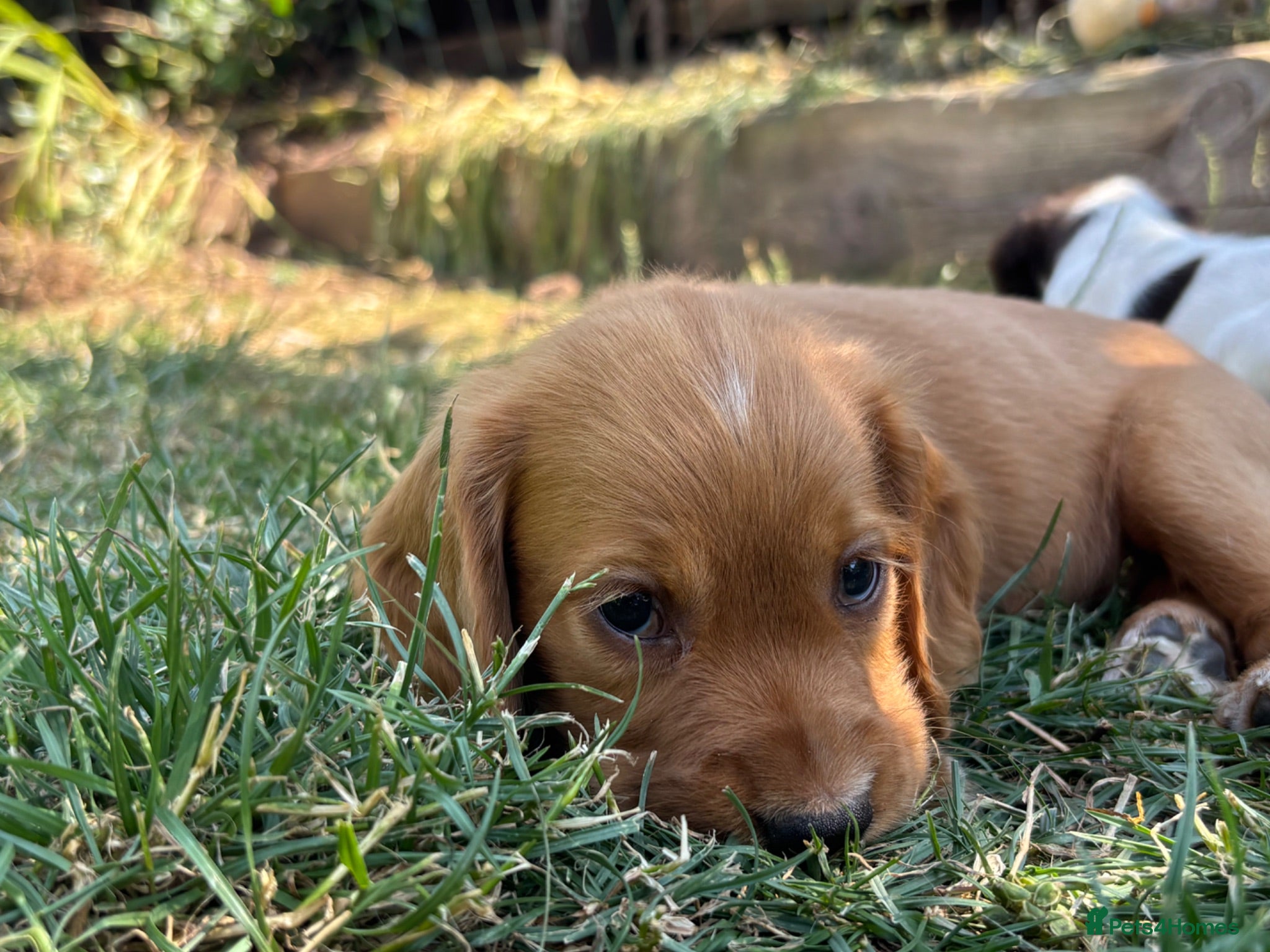 Cocker Spaniel dogs Cocker spaniel puppies  - Advert 16