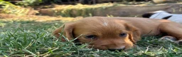 Cocker Spaniel dogs for sale: Cocker spaniel puppies  - Advert 9