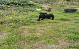 Bandog dogs for sale: Bandog/Bandogee puppies for sale.  - Image 19