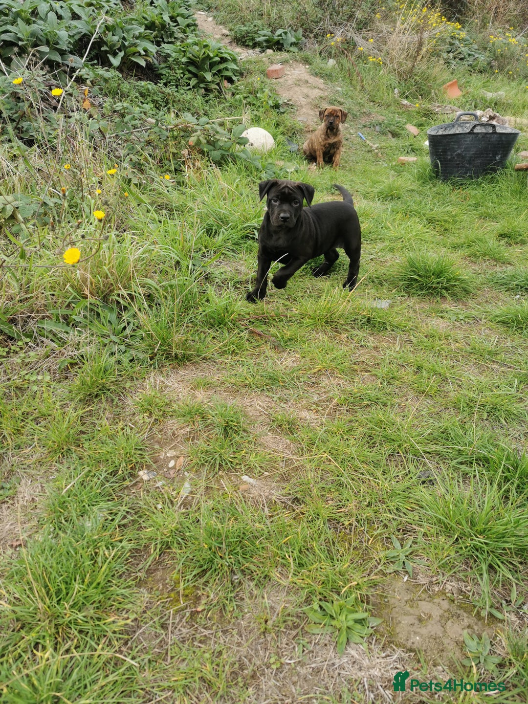 Bandog dogs for sale: Bandog/Bandogee puppies for sale.  - Image 19