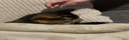 Mixed Breed cats for sale: Tortoise Shell Female 2 years old  - Advert 7